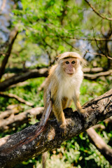 monkey's green forest sun sky, animal, wildlife, asia, jungle