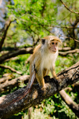 monkey's green forest sun sky, animal, wildlife, asia, jungle