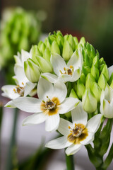 Fototapeta premium Ornithogalum thyrsoides is a perennial bulbous plant. It is also known by the common names of chinkerinchee or chincherinchee, star-of-Bethlehem or wonder-flower. Beautiful white summer flower.