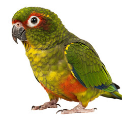 Adorable Green-Cheeked Parakeet: Pictures and Facts