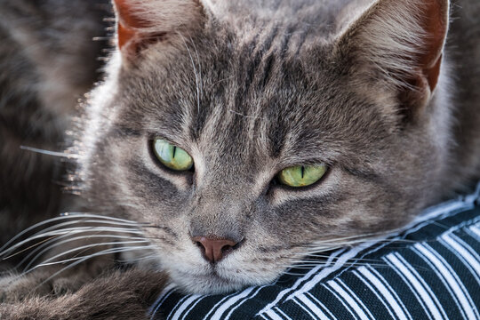 Grey tabby cat relaxing on a pillow