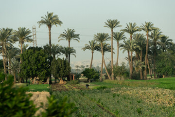 Cultivos del Nilo, Egipto