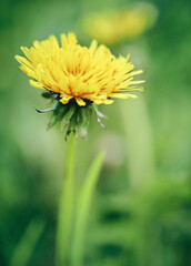 close-up of a yellow blooming dandelion flower on a green background