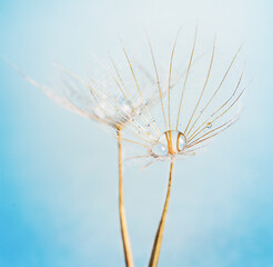 Fototapeta premium macrophotography of dandelion umbrellas with water droplets on a blue background