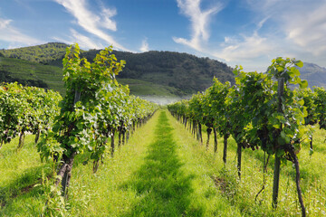 vineyard in austria