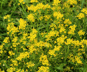 Water horseradish (Rorippa) grows in nature