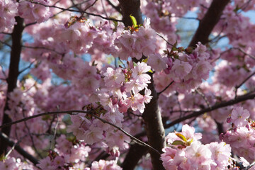 Selective focus of beautiful branches of pink Cherry blossoms or sakura on the tree under blue sky, Beautiful flowers during spring season in the park, Nature soft spring floral background.