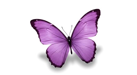 Butterfly with Lilac Wings Resting Isolated on White