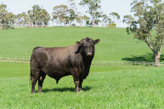 angus bull in paddock