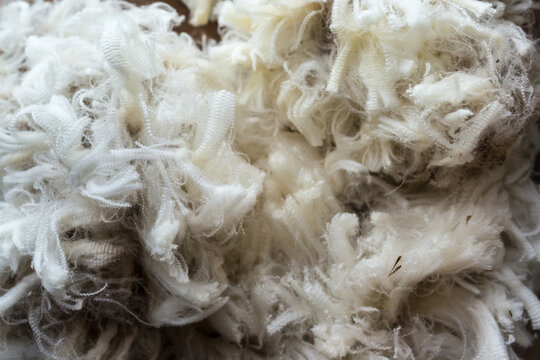 Close up of a wool fleece shorn from a crossbred sheep