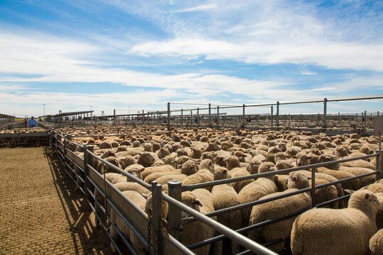 Lambs in a saleyard pen at a livestock auction at forbes