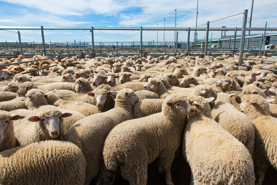 Lambs in a saleyard pen at a livestock auction at forbes