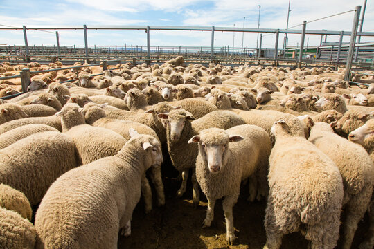 Lambs in a saleyard pen at a livestock auction at forbes