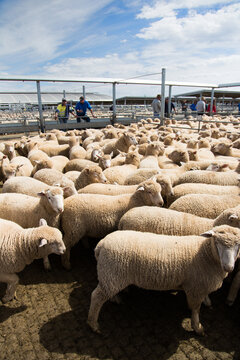 Lambs in a saleyard pen at a livestock auction at forbes