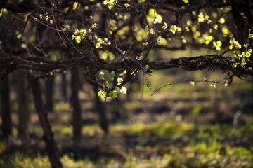 Grapevine with new leaves backlit by the sun