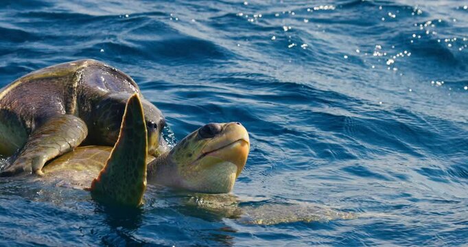 Mating of sea turtles in the open ocean. Olive ridley sea turtles or Lepidochelys olivacea during the mating games. The life of marine reptiles. Wildlife in slow motion
