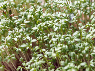 Microgreens: cultivation, benefits and macronutrients. Healthy food with high nutritional value and taste.