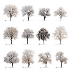 Winter Trees Isolated on White