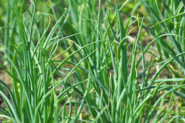 Spring in the garden grows young green onions