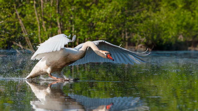 Male Mute swan landing on the surface of a lake by flapping its wings. Cygnus olor, Touraine, Indre et Loire 37, r&eacute;gion Centre Val de Loire, France, European Union, Europe
