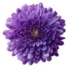 Obraz premium Detailed Purple Flower Blossom with Delicate Petals and Yellow Center on Black Background