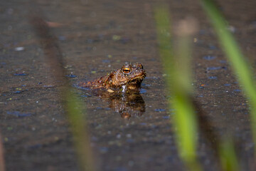 frog in the water