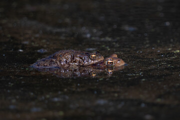 two toads