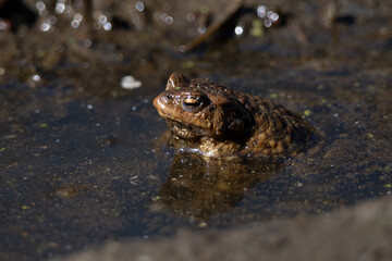 frog in the pond