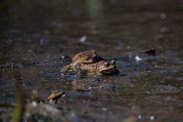 two toads