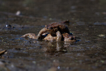 two toads