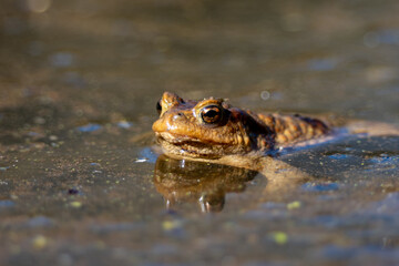 frog in water