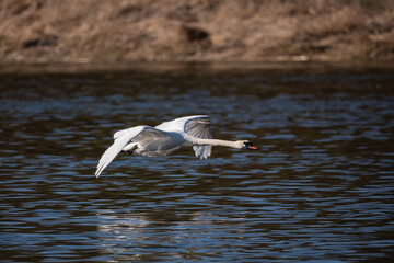 swan flying over the water