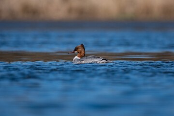 MERGANSER DUCK