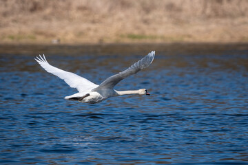 swan flying over the water