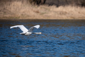 swan flying over the water