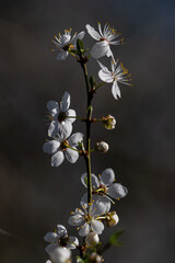 white flowers on black background