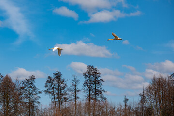 birds flying in the sky, swans
