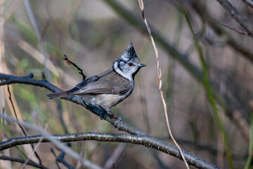 European crested tit- cristatus