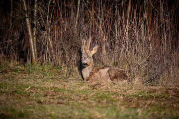 Roebuck with horns
