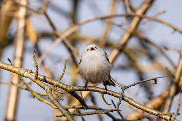The long-tailed tit (Aegithalos caudatus)