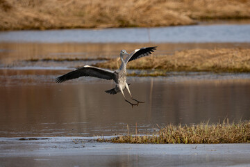 Grey Heron
Ardea cinerea