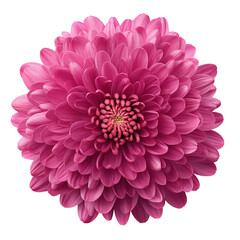 A Bright Pink Chrysanthemum Flower with Detailed Petals Isolated on Black Background