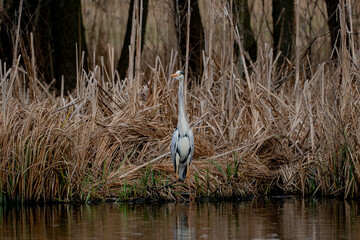 great blue heron ardea alba