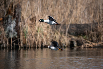 Goldeneye bird  - Bucephala clangula
