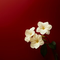 Fototapeta premium Elegant white blossoms against a deep ruby backdrop, evoking understated grace