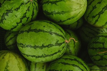 A vibrant close-up image showcasing a group of green watermelons, emphasizing their fresh and lush appearance, ideal for themes of nature, agriculture, or healthy lifestyles.