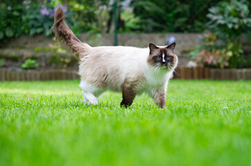 Ragdoll Katze läuft durch den Garten