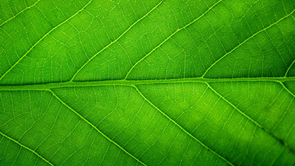 Obraz premium Bright Green Leaf with Prominent Central Vein