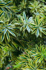 Colorful and detailed shot of vibrant green and yellow leaves, showcasing natural patterns and texture, capturing the beauty of tropical vegetation.