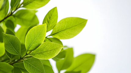 Obraz premium A leafy green plant with a few leaves on it